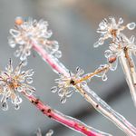 Photographs of various plants and trees with a thin layer of ice on them, lending them a magical look